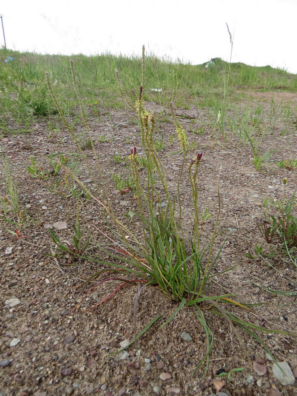 Image of Plantago salsa specimen.