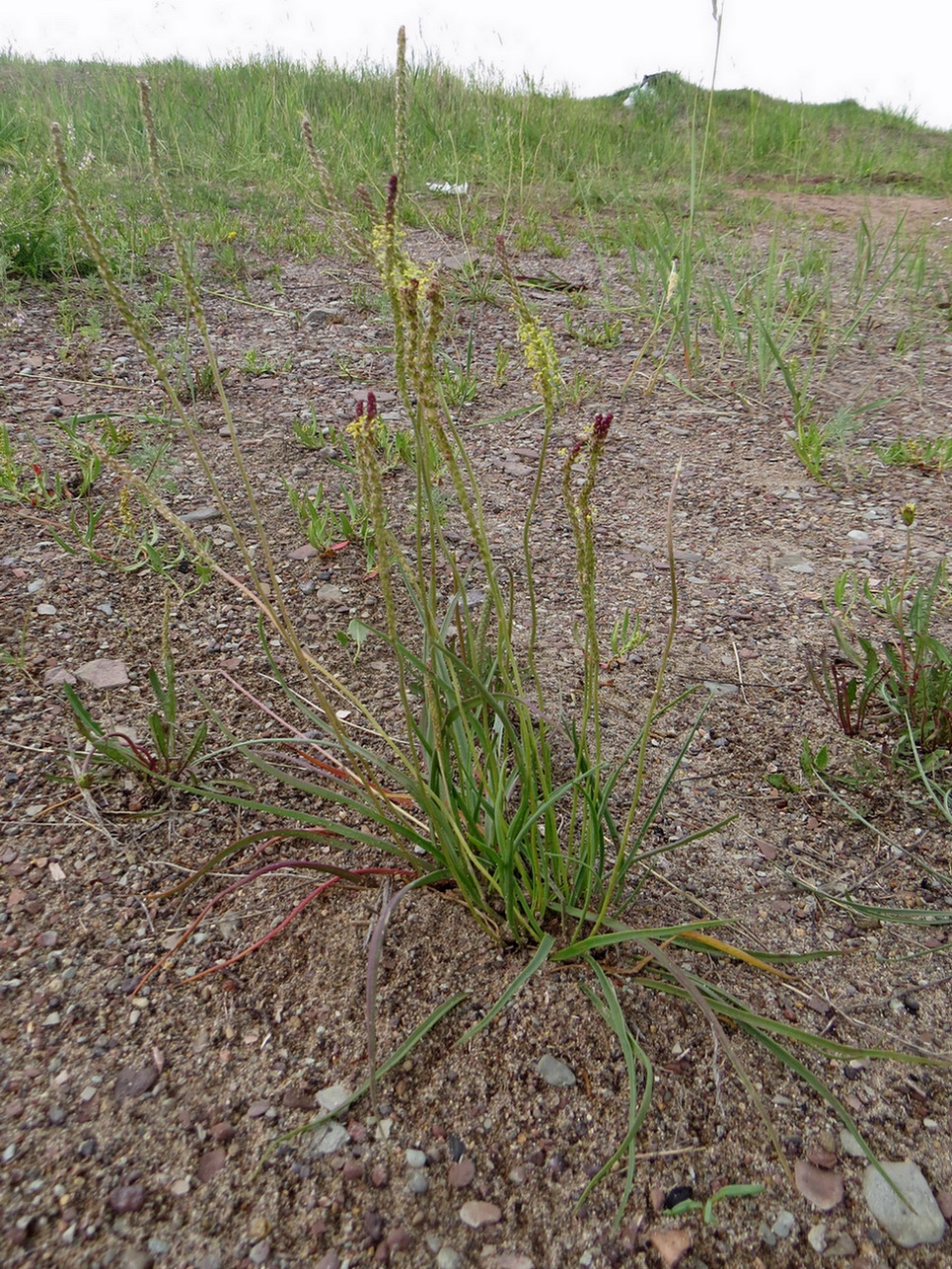 Изображение особи Plantago salsa.