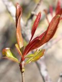 Punica granatum. Побег с молодыми листьями. Израиль, г. Кармиэль, городской парк. 13.02.2011.