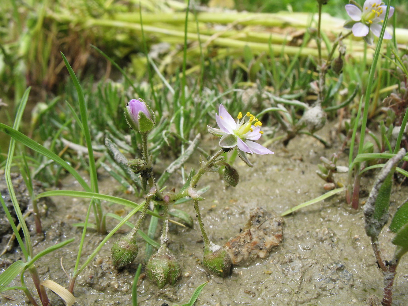 Image of genus Spergularia specimen.