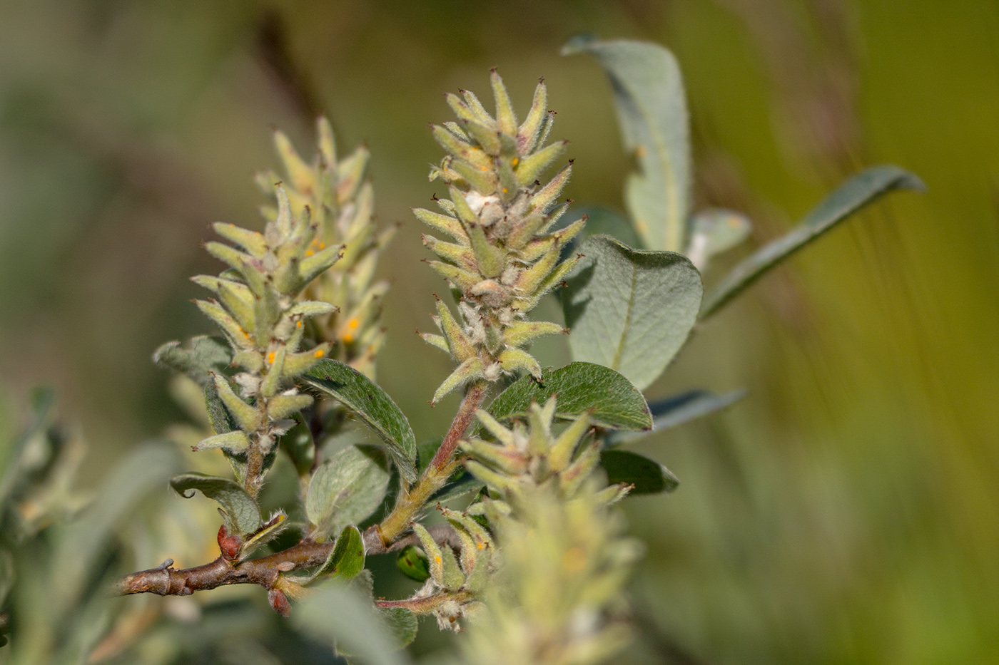 Image of genus Salix specimen.