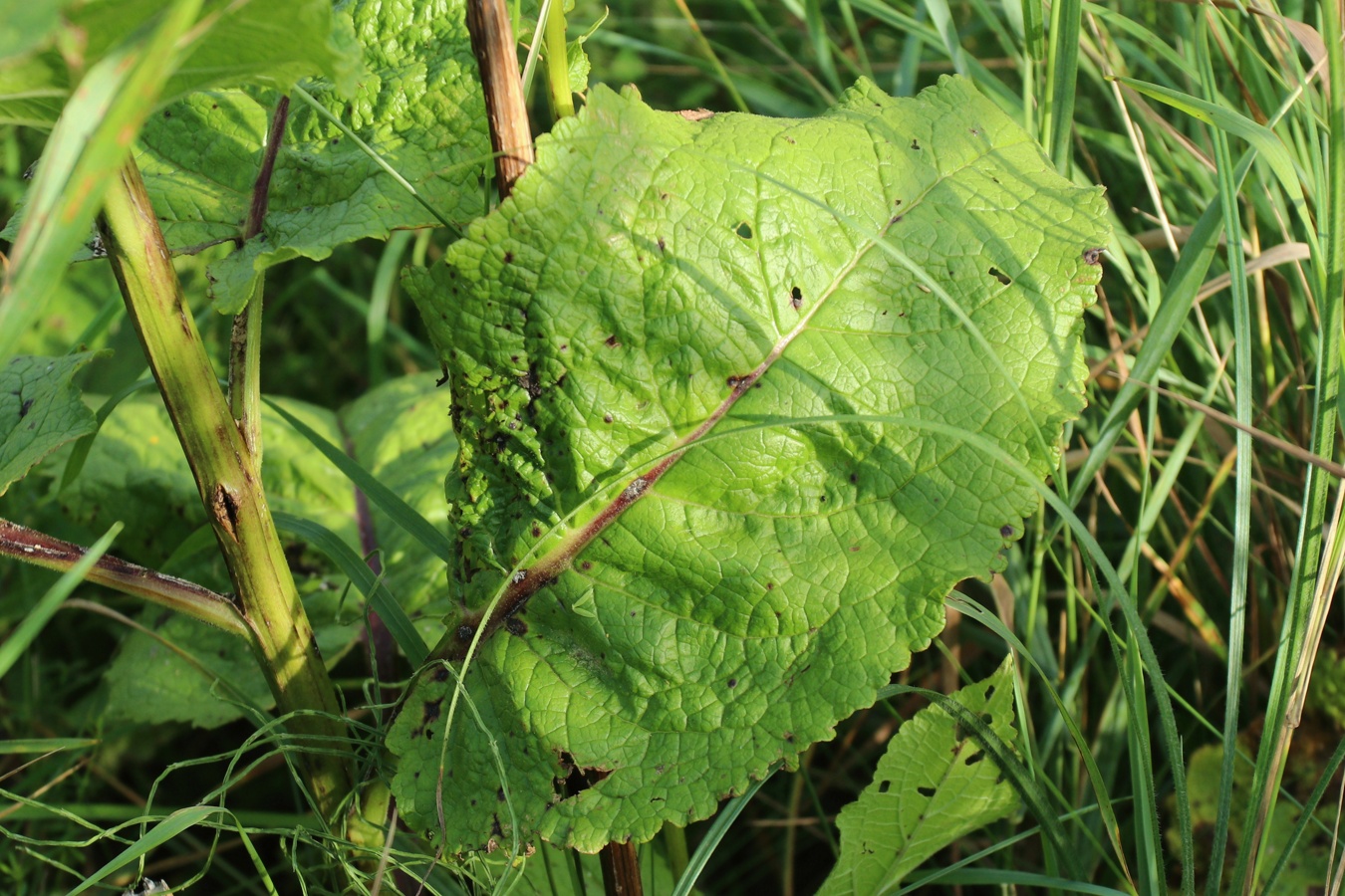 Изображение особи Verbascum nigrum.