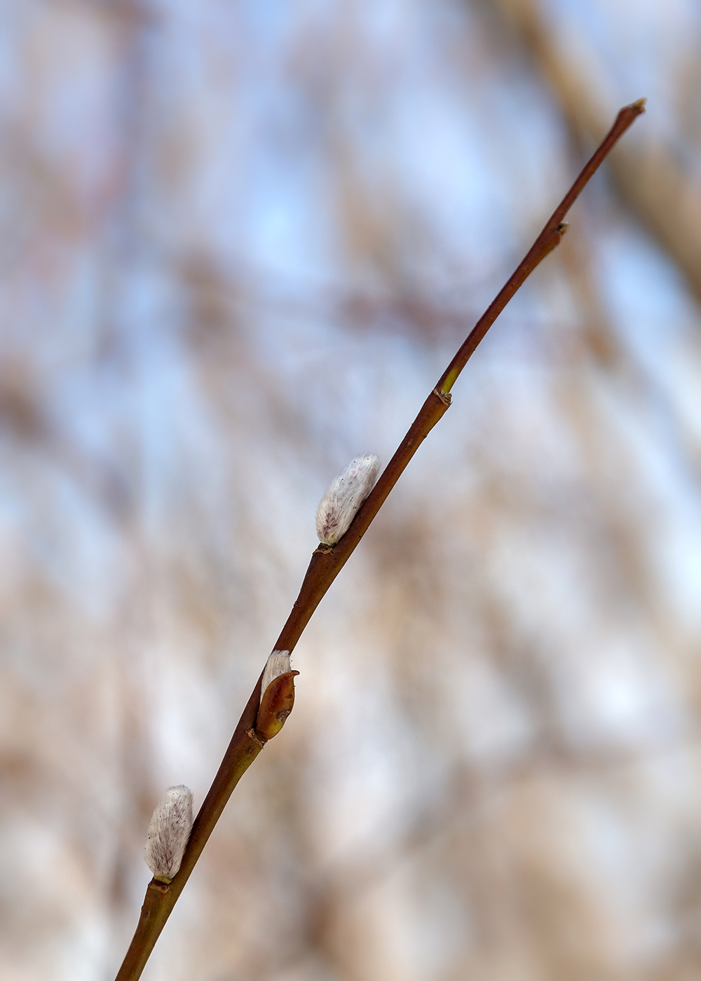 Image of Salix phylicifolia specimen.