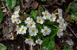 Primula vulgaris