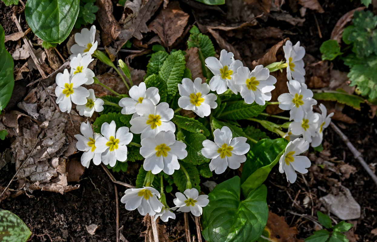 Изображение особи Primula vulgaris.
