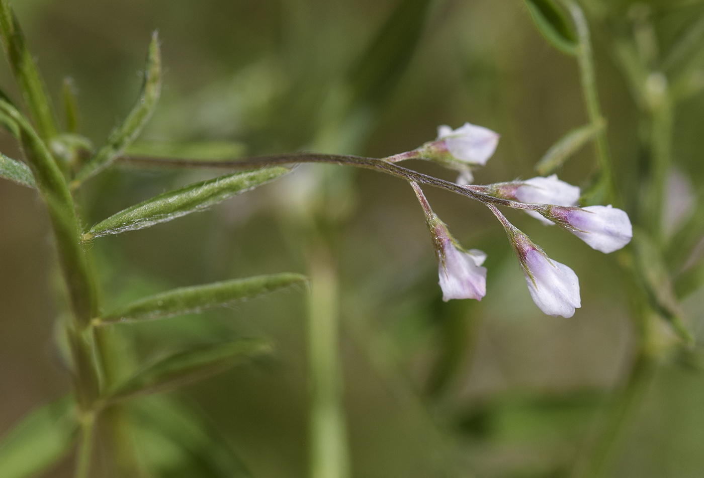 Изображение особи Vicia parviflora.