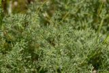 View full-size image Prangos odontalgica