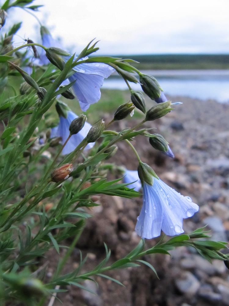 Image of Linum boreale specimen.