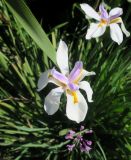View full-size image Dietes grandiflora