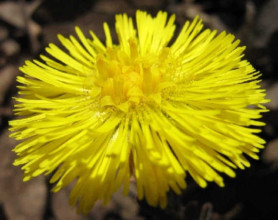 Image of Tussilago farfara specimen.