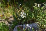View full-size image Astragalus alpinus