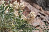 View full-size image Astragalus ellipsoideus