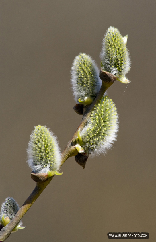 Image of Salix caprea specimen.