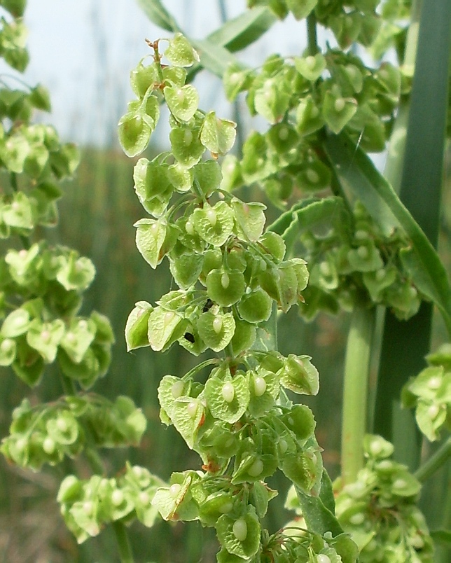 Изображение особи Rumex crispus.