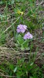 Primula algida