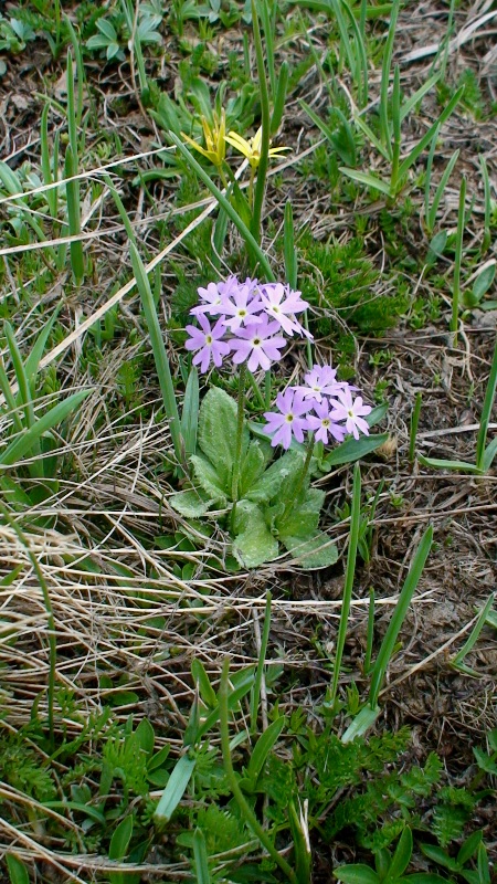 Image of Primula algida specimen.