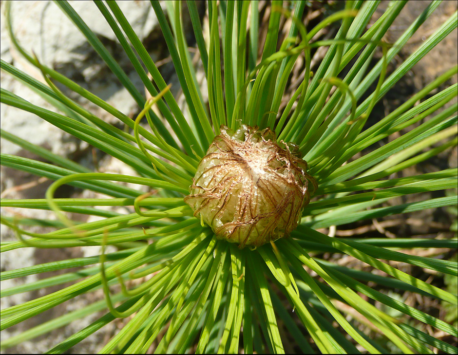 Image of Asphodeline taurica specimen.