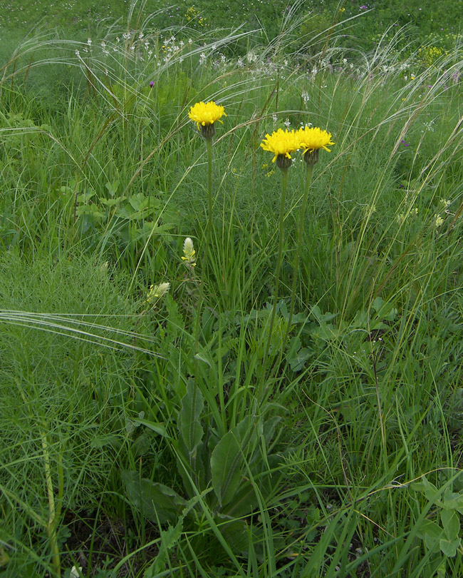 Изображение особи Trommsdorffia maculata.