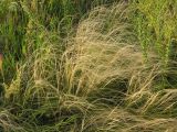 Stipa tirsa