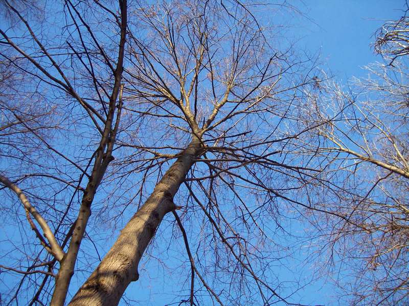 Image of Acer platanoides specimen.