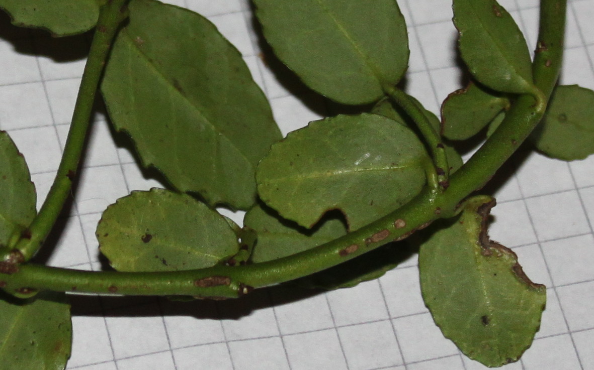 Image of Euonymus fortunei specimen.