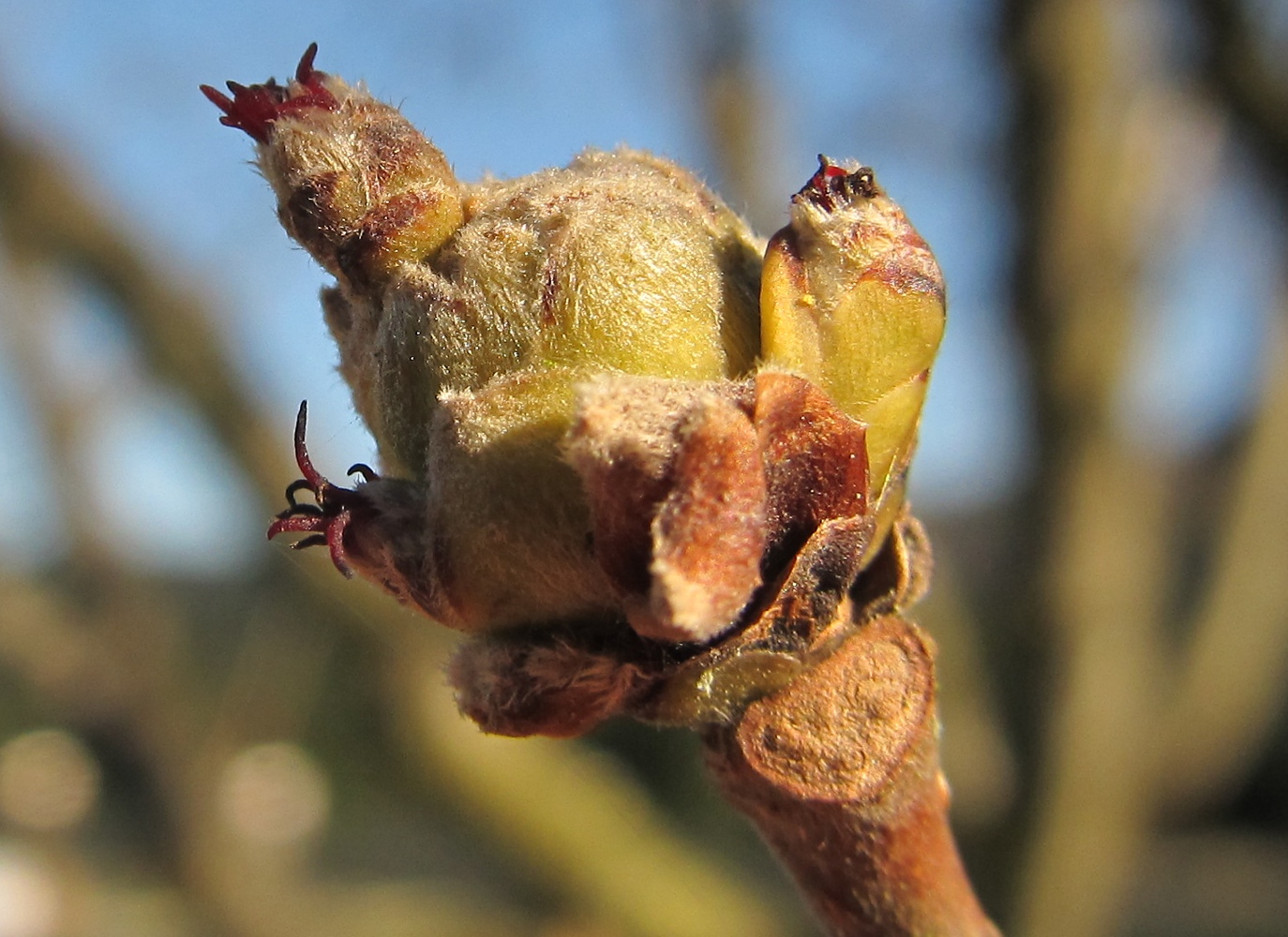 Image of Corylus avellana specimen.