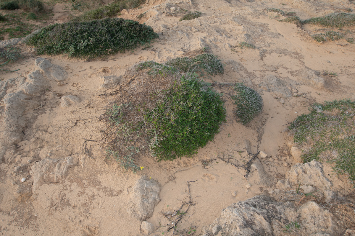 Image of Sarcopoterium spinosum specimen.