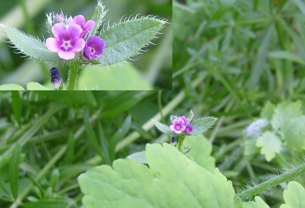 Изображение особи Asperugo procumbens.