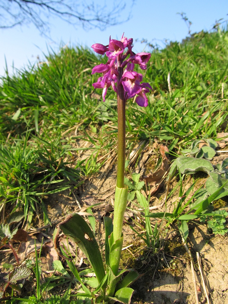 Изображение особи род Orchis.