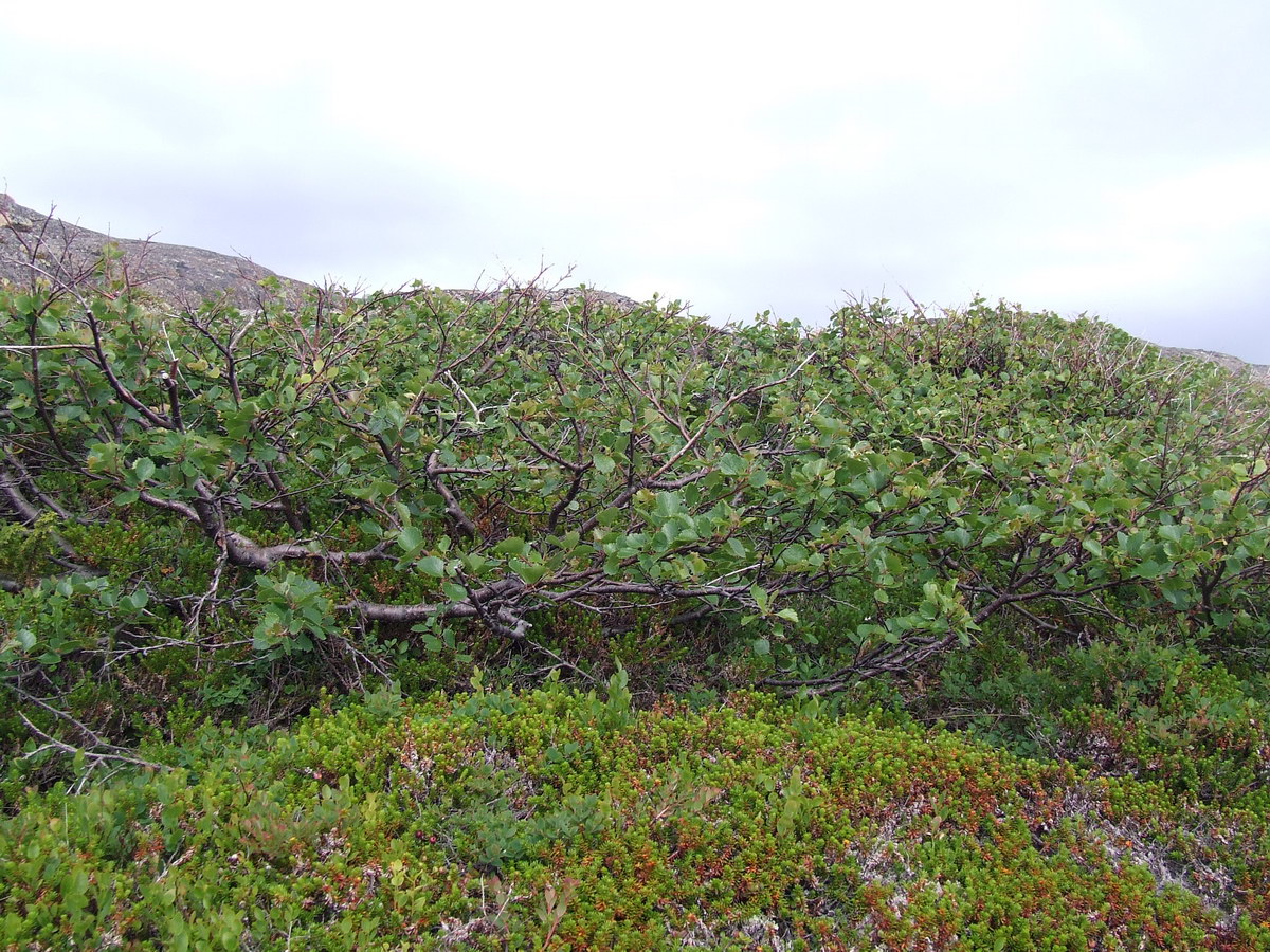 Image of Betula &times; alpestris specimen.