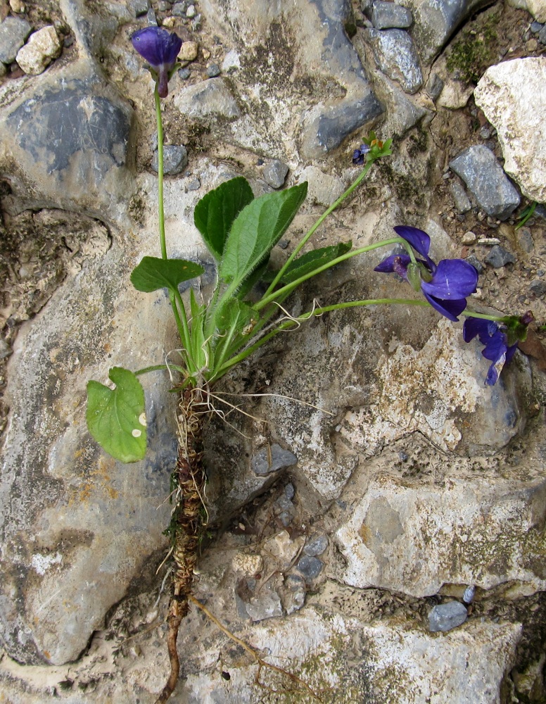 Image of Viola hirta specimen.