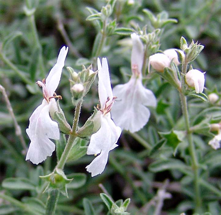 Image of Stachys fruticulosa specimen.