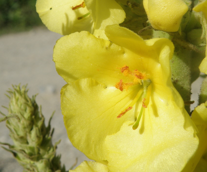 Изображение особи Verbascum phlomoides.