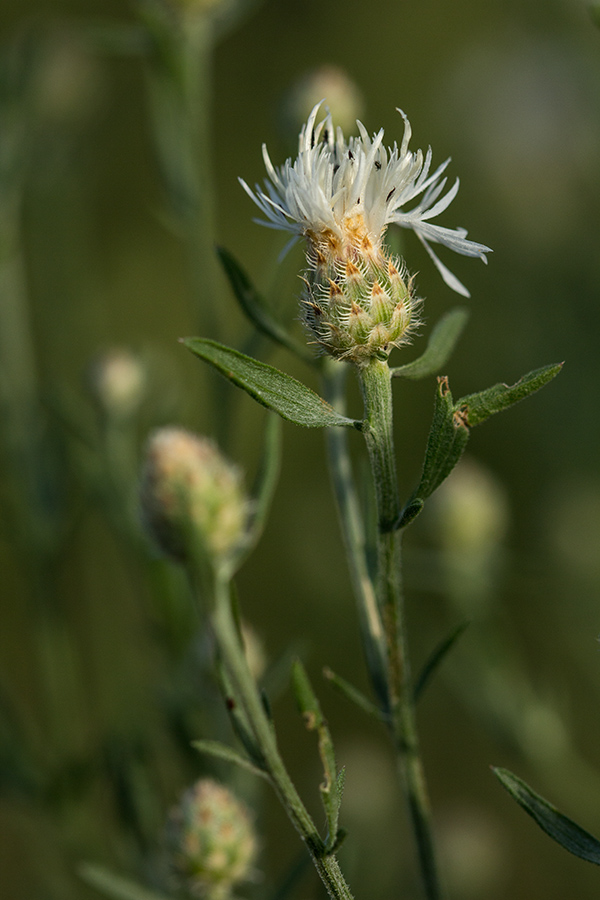 Image of Centaurea stoebe specimen.