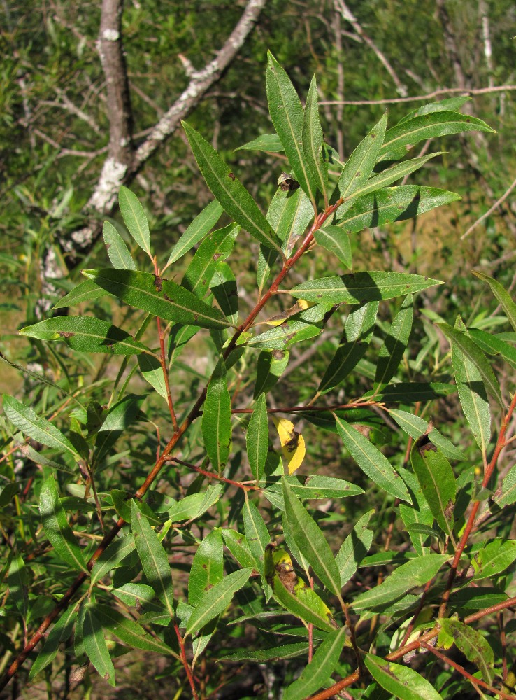 Image of Salix myrsinifolia specimen.