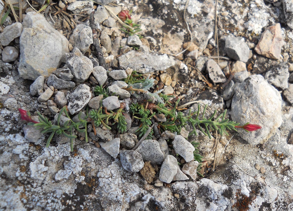 Изображение особи Fumana procumbens.