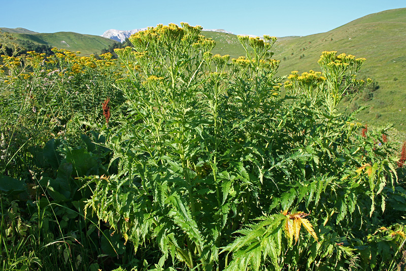 Изображение особи Senecio othonnae.