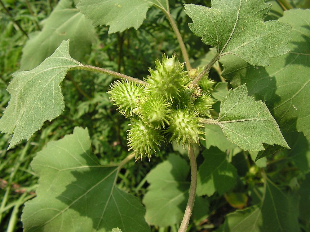 Image of Xanthium strumarium specimen.