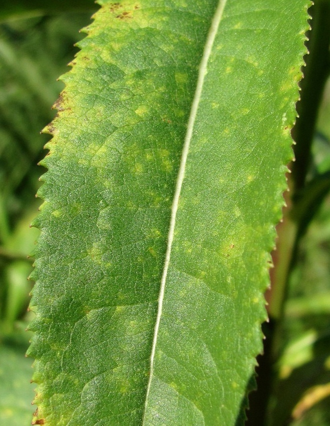 Image of Senecio sarracenicus specimen.