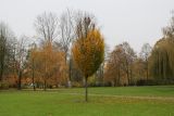 Carpinus betulus. Одиночно стоящее молодое дерево ('Fastigiata') в осенней листве. Германия, г. Кемпен, в парке. 16.11.2012.