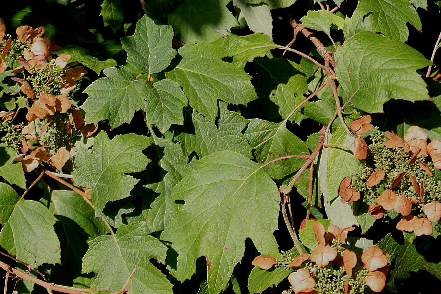 Изображение особи Hydrangea quercifolia.