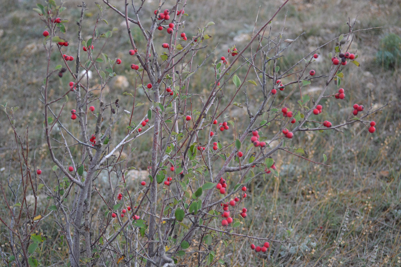 Изображение особи Cotoneaster integerrimus.