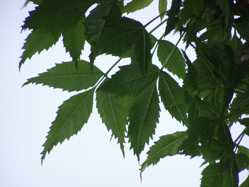 Image of Fraxinus syriaca specimen.