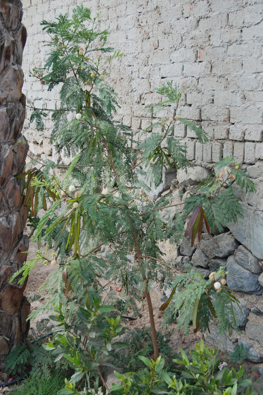 Image of Leucaena leucocephala specimen.