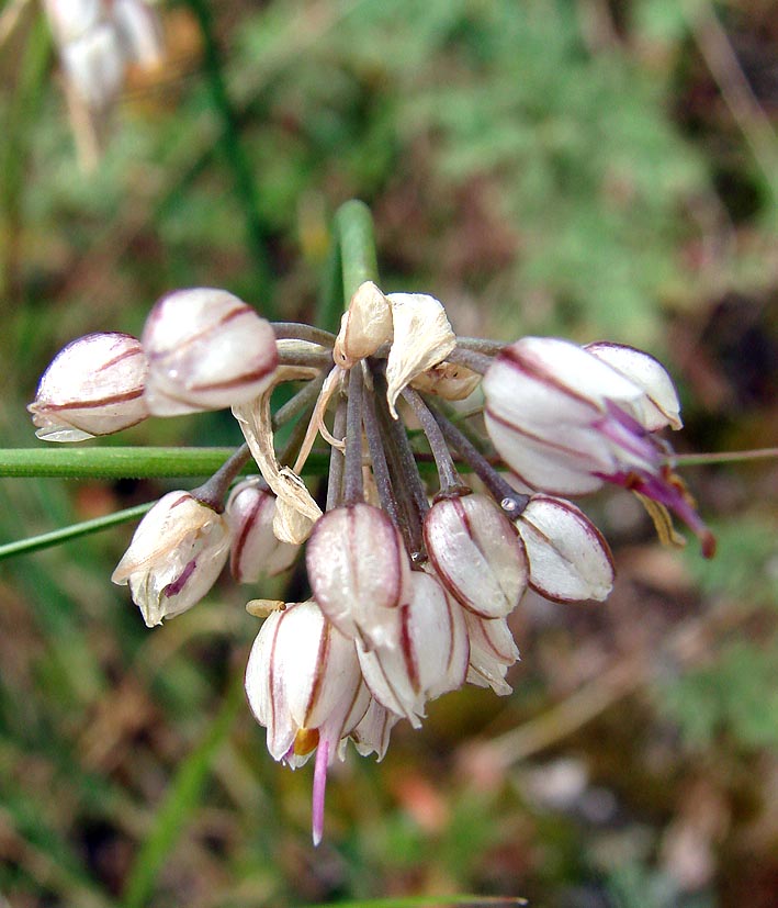 Image of Allium oreoprasum specimen.