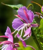 Chamaenerion angustifolium. Цветок. Смоленская обл., Смоленский р-н, окр. Каспли. 05.07.2012.