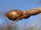 Aesculus hippocastanum. Почки. Украина, г. Запорожье, пос. Солнечный, возле Института масличных культур. 24.02.2013.