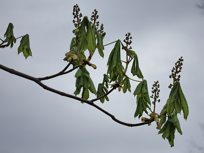 Изображение особи Aesculus hippocastanum.