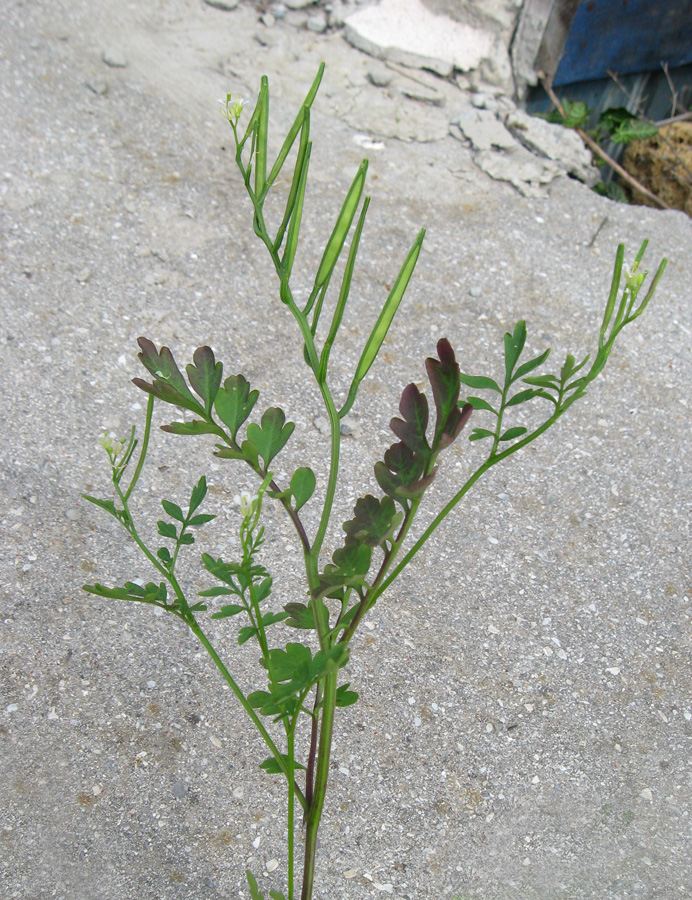 Изображение особи Cardamine graeca.