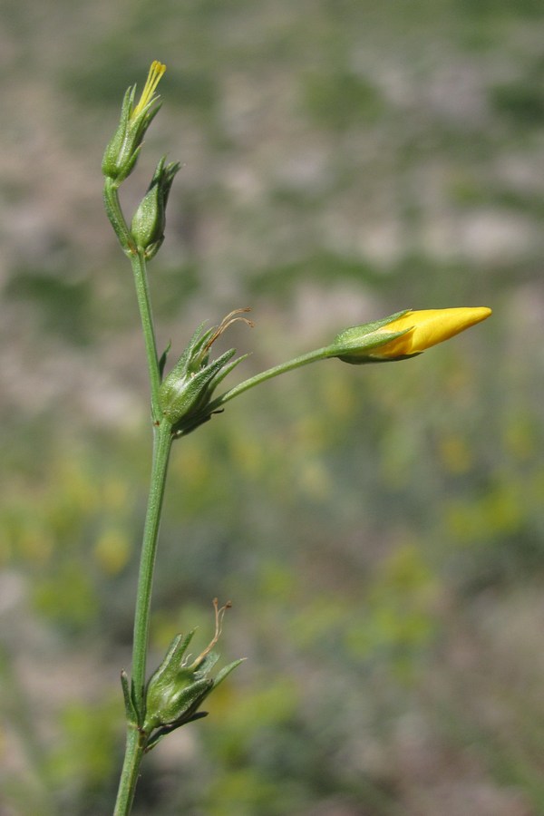 Image of Linum tauricum specimen.